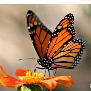 Meet your Posher, Julieta